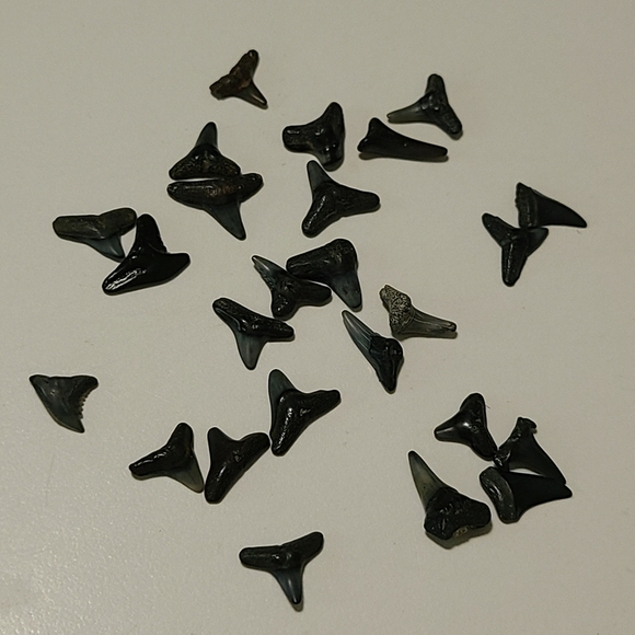 Fossilized Sharks Teeth 25 - Picture 3 of 5
